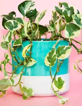Epipremnum Aureum 638102596667883352