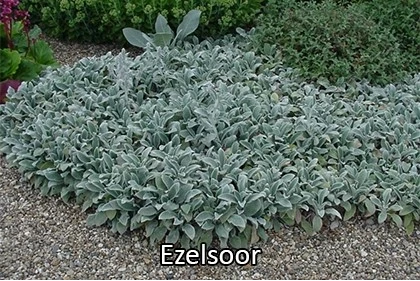 Ezelsoor 637885733300689959