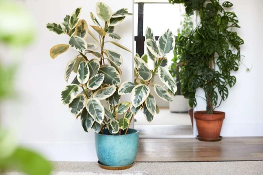 Ficus elastica Tineke 638377333275317341