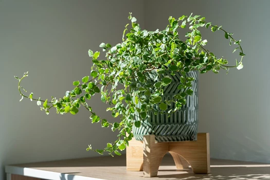 Ficus pumila 638377334147747487