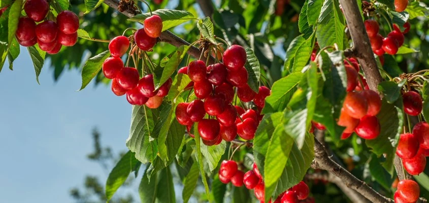 Fruitbomen Header 638757334471050254