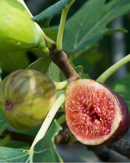 Fruitbomen Vijg 638757329142687014
