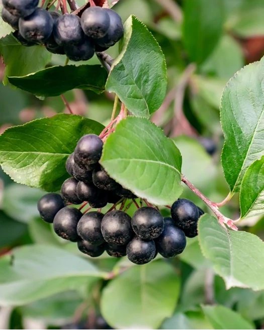 Fruitbomen aronia 638757329252696252
