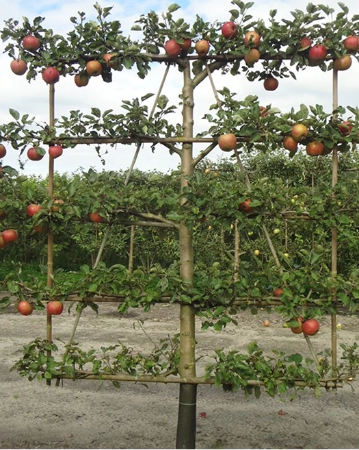 Fruitbomen leivorm 638757353560319290