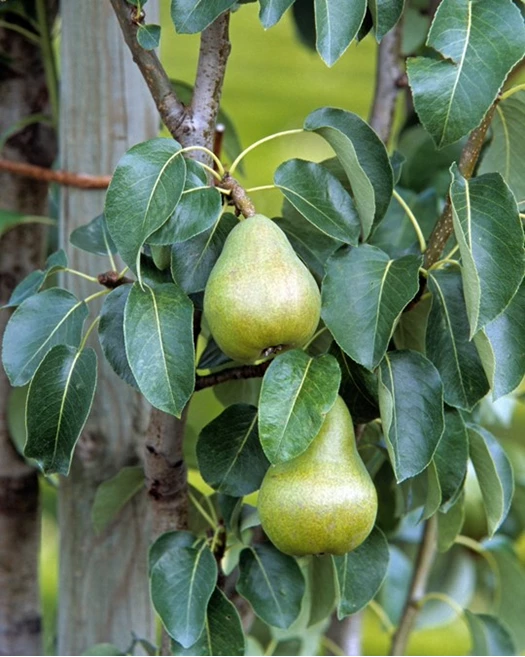 Fruitboom peer pruim 01 638757327984123506 bdd44709