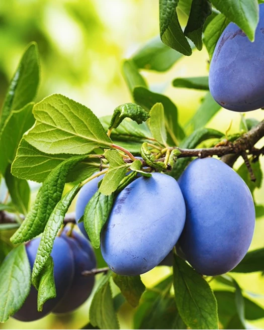 Fruitboom peer pruim 02 638757328157891450 f61ee01d