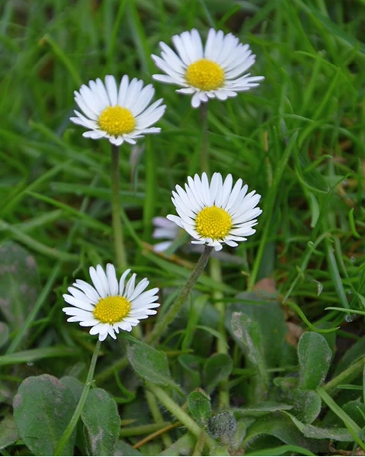 Gazon vol bloemen bloemetjes 01 638863798781290501