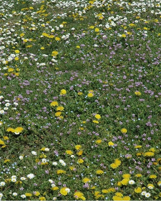 Gazon vol bloemen bloemetjes 02 638863798887428597
