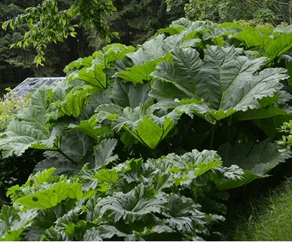 Gunnera 638412667117129457