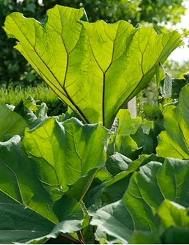 Gunnera2 638412669274165955