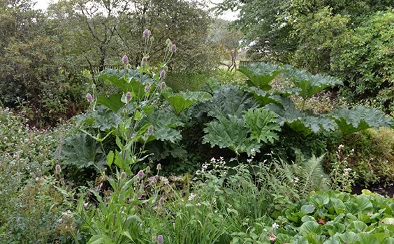 Gunnera3 638412671041731035