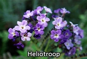 Heliotroop