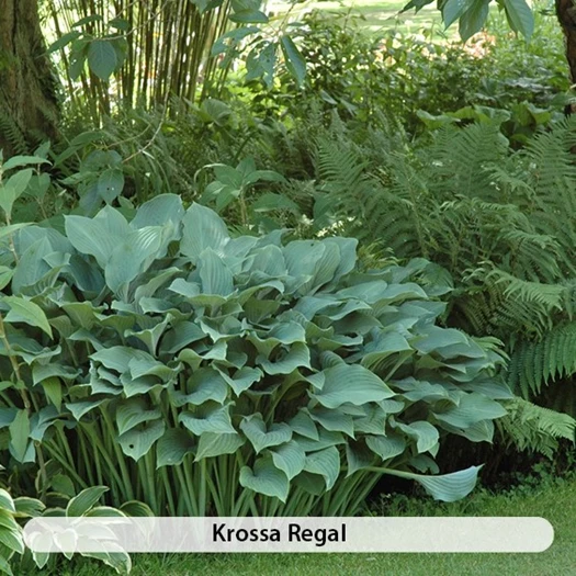 Hosta Krossa regal 638507653983710778