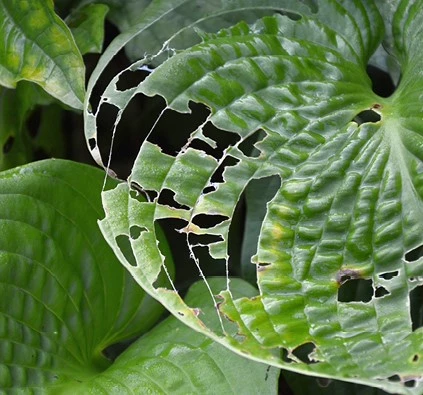Hosta Slakken 638507645041230339