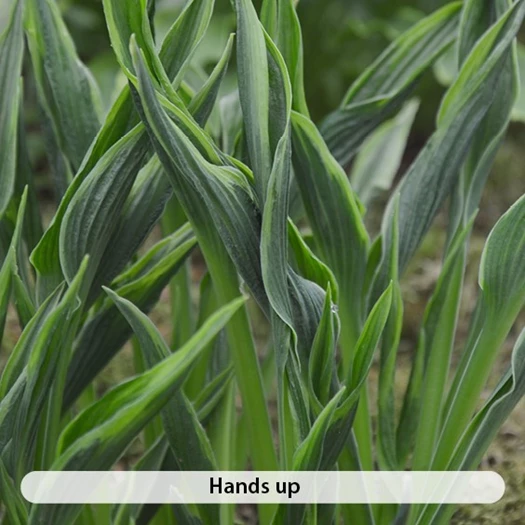 Hosta Soorten3 638507657006567397