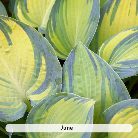 Hosta Soorten4 638507657215476620