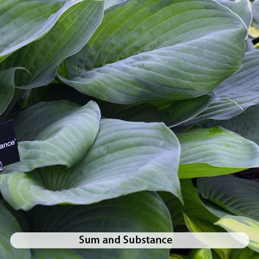 Hosta Sum 638507653905740841