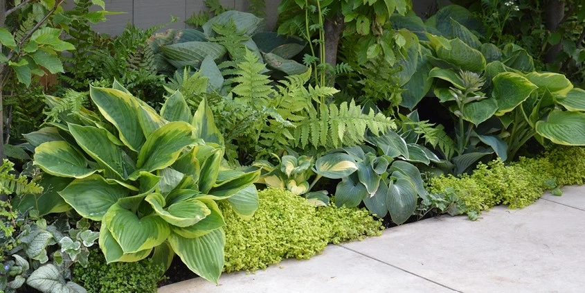 Hosta Thumbnail 638507660000832082