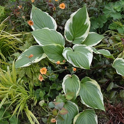 Hosta bodem 638507660408338048