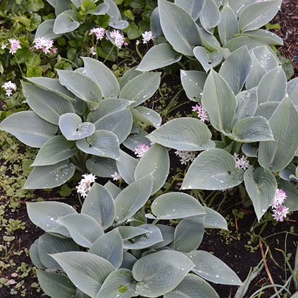 Hosta bodem2 638507660642247655