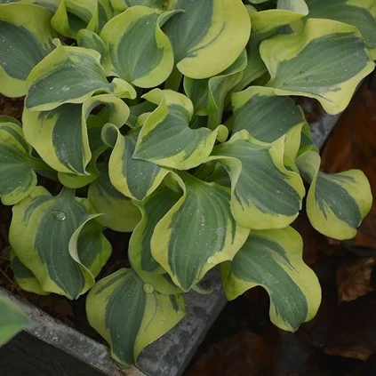 Hosta inpot 638503299145286130