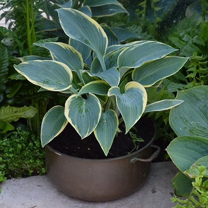 Hosta inpot2 638503299358779145