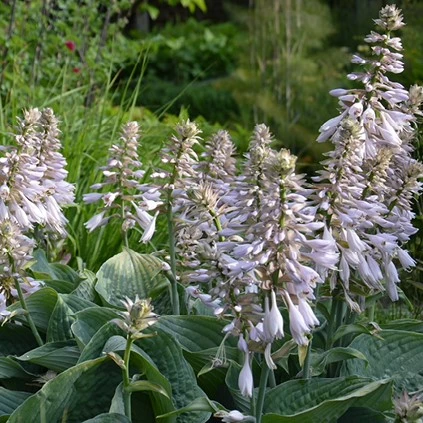 Hosta2 638503293889619643