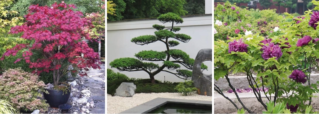 Verspilling achterstalligheid comfort Zo creëer je een Japanse tuin waar je helemaal zen van wordt - Tuincentrum  Pelckmans