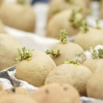Je eigen aardappelen kweken4