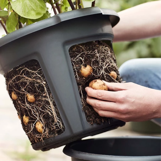 Je eigen aardappelen kweken5