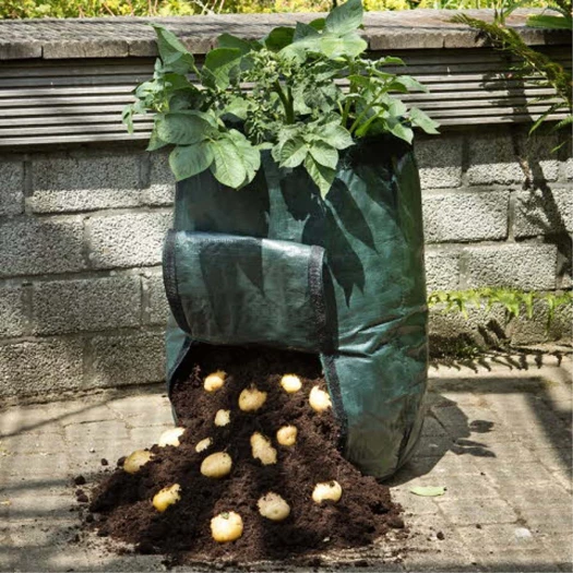 Je eigen aardappelen kweken6