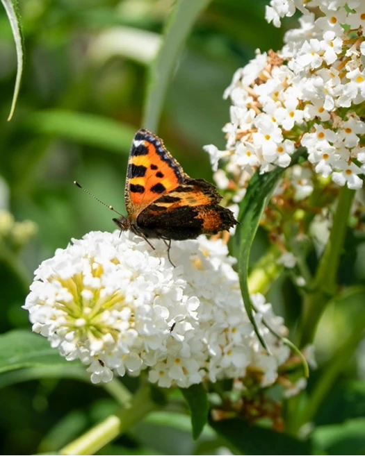 KlimaatbewusteTuin Biodiversiteit 01 638750346520824258