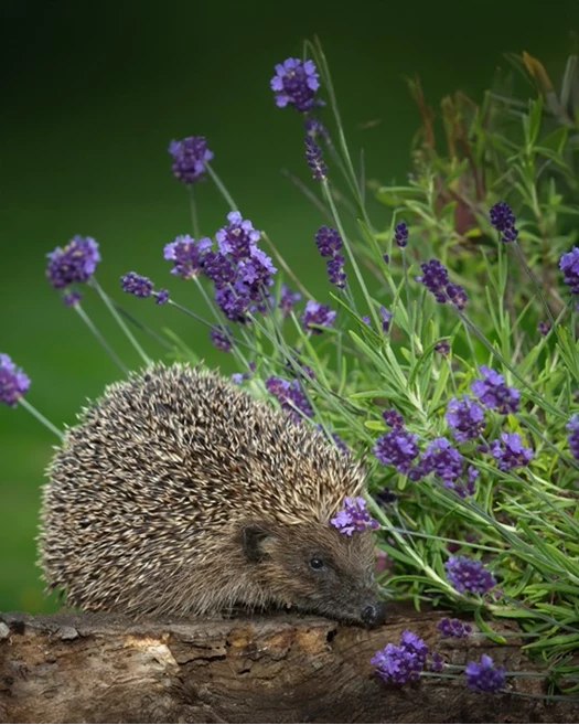 KlimaatbewusteTuin Biodiversiteit 02 638750346616161684