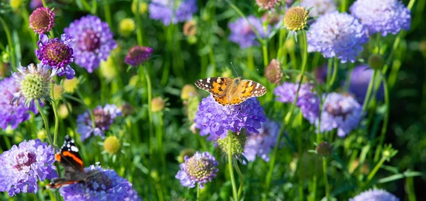 KlimaatbewusteTuin Header 01 638750379043641327