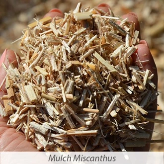 Mulch miscanthus