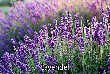 Lavendel 637885732877076536