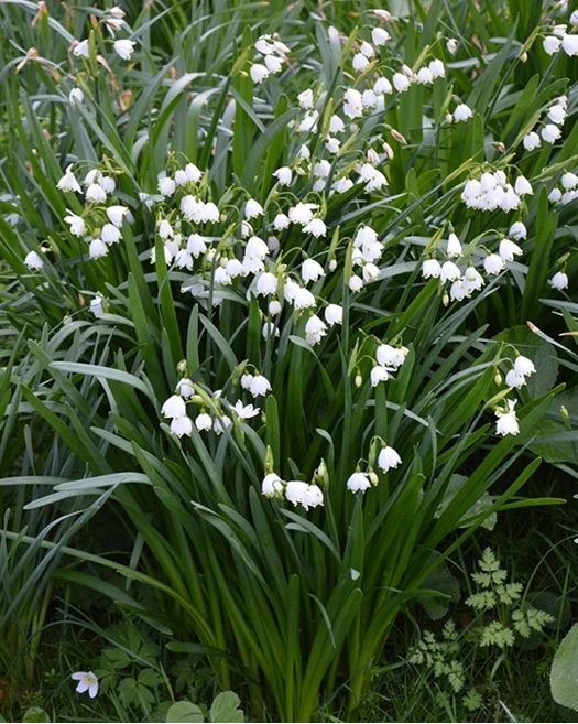 Lenteklokjes aestivum 638768450241813600