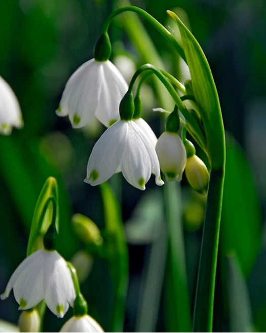 Lenteklokjes aestivum2 638768450320197952