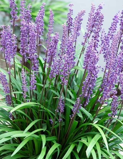 Liriope 1 638469672154664769