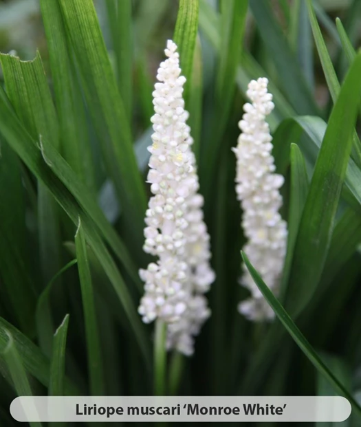 Liriope Soorten 638469688610722935