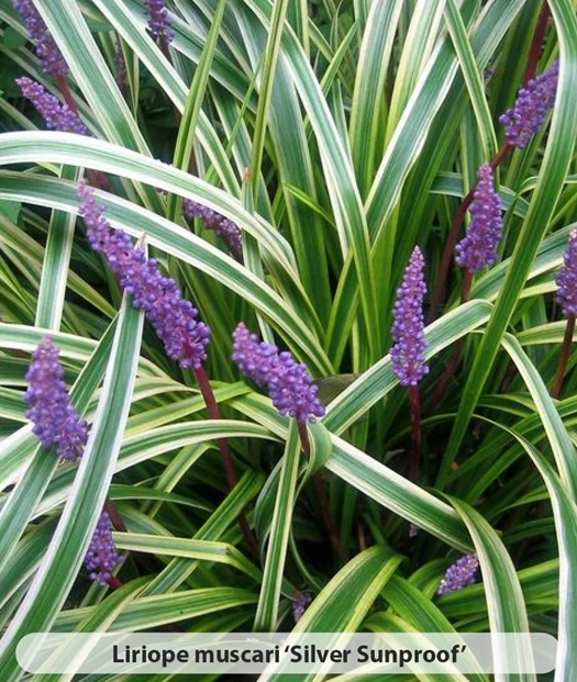 Liriope Soorten2 638469688725423589