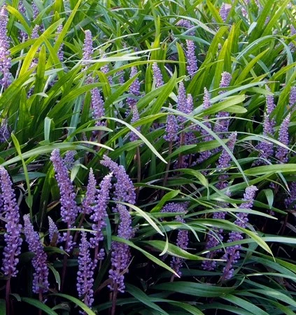 Liriope d 638469795858484296