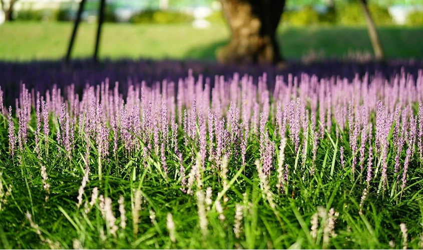 Liriope header 638469670618360985