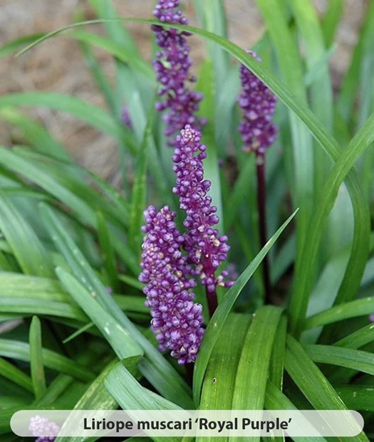 Liriope soorten3 638469790847578529