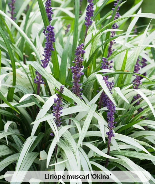 Liriope soorten32 638469791623229392
