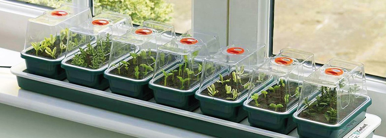 Moestuinieren Op De Vensterbank 12 Tips Tuincentrum Pelckmans