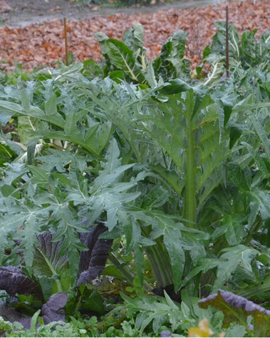 Maart opruimen Moestuin 02 639084084746874461
