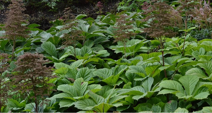 Meest indrukwekkende bladplanten header 638416894524464317