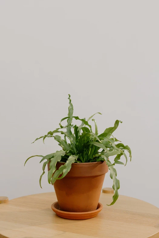 Microsorum