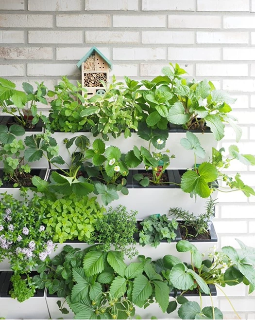 Moestuinbak Grootte 02 638823967352951319